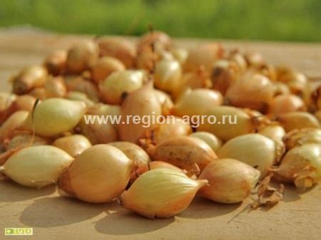 Лук-севок ОПТОМ в Новосибирске |Продажа лука-севка оптом в Новосибирске ...
