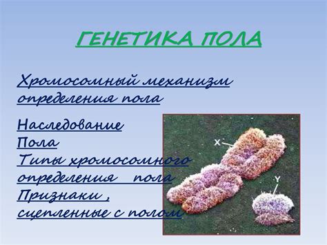 Генетика пола. Хромосомный механизм определения пола. Наследование пола ...