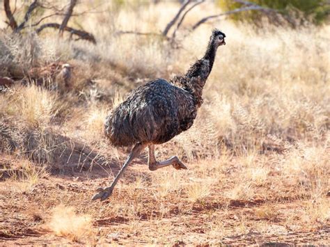 Are Emus Dangerous? (Reasons They Attack + How To Avoid) | Birdfact