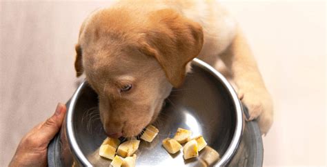 Can Dogs Eat Bananas? Pros and Cons for Canine Health - Dr. Axe