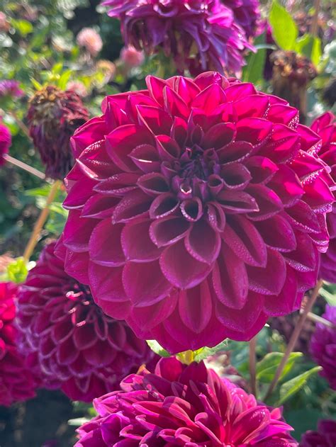 Dark Purple Dahlias