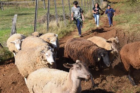 Atividades Realizadas No Campo