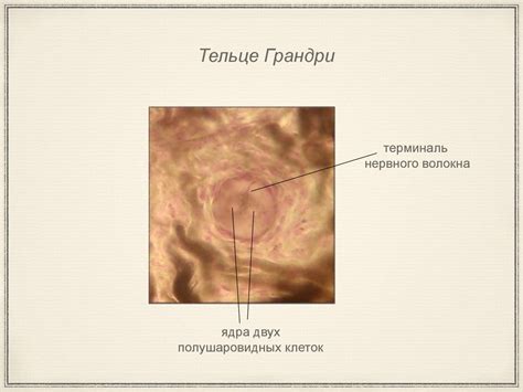 Альбом по гистологии - презентация онлайн