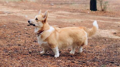 corgis born   tail