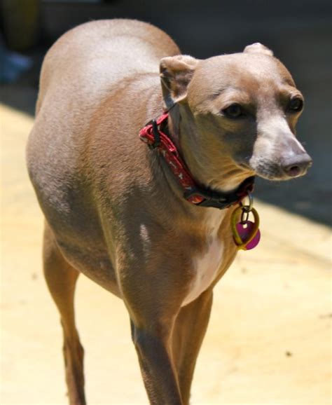 Overweight Italian Greyhounds: Managing Obesity and Fat