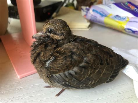 I took care of this Torcaza or Tortola for almost 2 weeks. Yesterday I