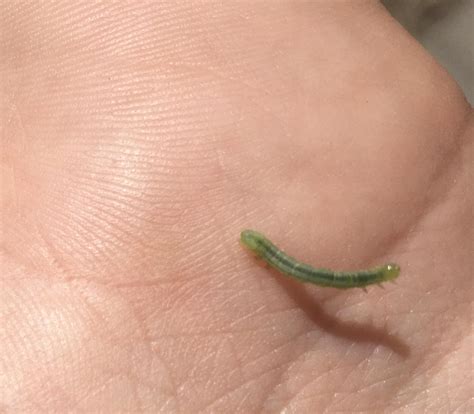 Green Inchworms Abeka | Clip Art | Green Inchworm—squirming