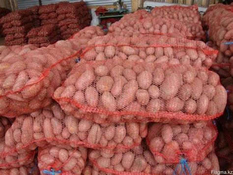 Продам картошку в розницу — Agro-Kazakhstan