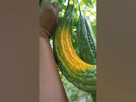 ampalaya mapait pero masarap na gulay nature ytshort youtube