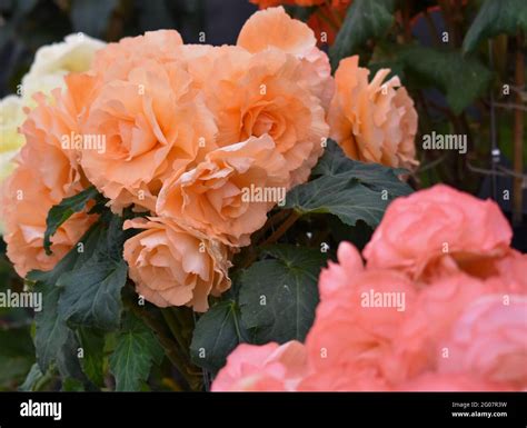 Shrewsbury Flower Show Stock Photo - Alamy