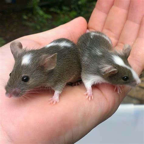 mouse carry dog food  alfredo montano blog