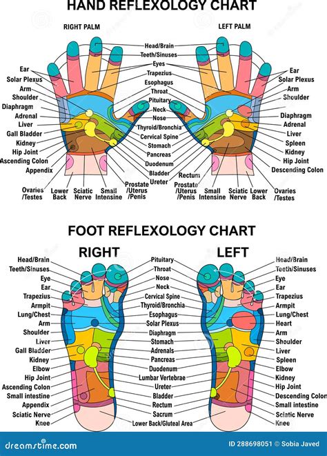 Foot Reflexology Chart In Hindi at Amy Jonsson blog