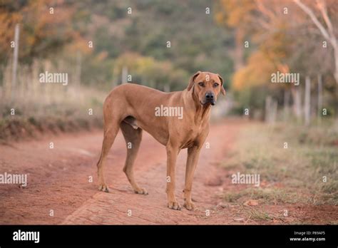 A Tall Dog Breed