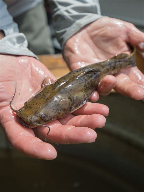 flathead catfish virginia dwr