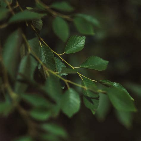 The Great British Elm Projects - The Conservation Foundation