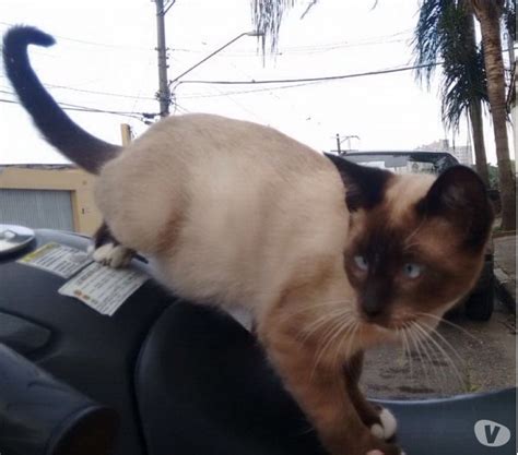 gatinhos fofos e carinhosos 🥇 【 OFERTAS 】 | Vazlon Brasil