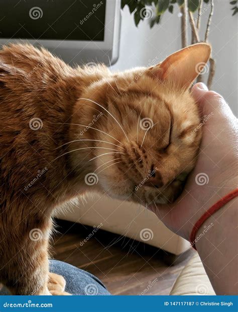 Cuddling with the cat stock image. Image of love, cuddling - 147117187