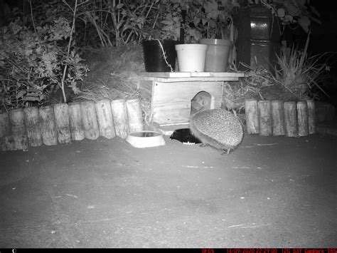 Racquel-6ca4fe74 - Hedgehog Street