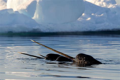 Pictures of Narwhals (Part 1)