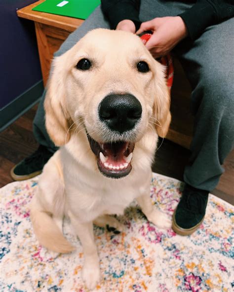 clarendon animal care 7