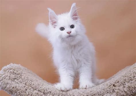 Купить котенка мейн кун - fridmancats