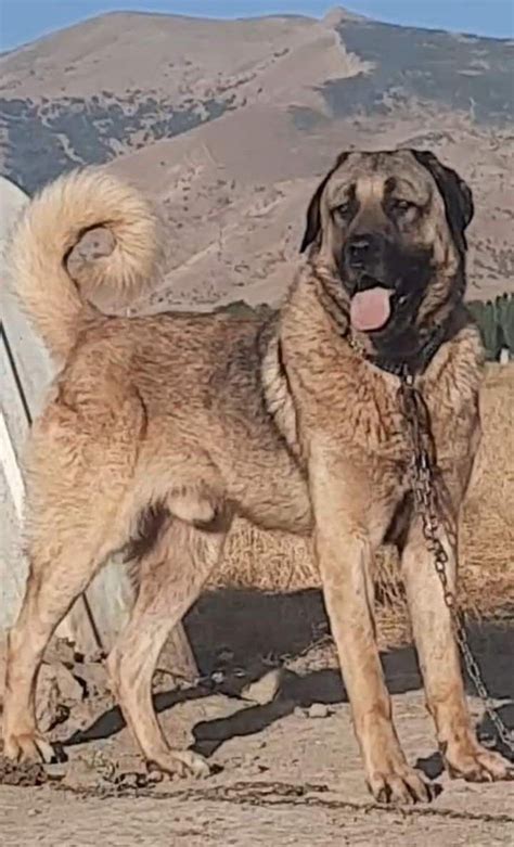 Kangal Dog Standing Proud