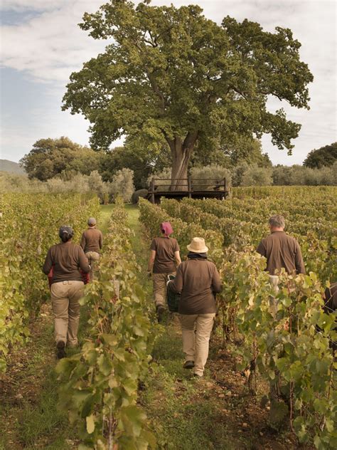 Wine Harvest Begins Early in Italy, France, and California – with a