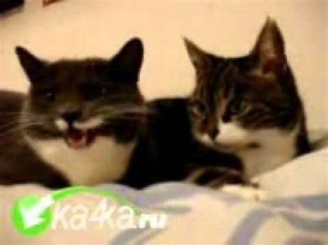 Киски общаются - YouTube