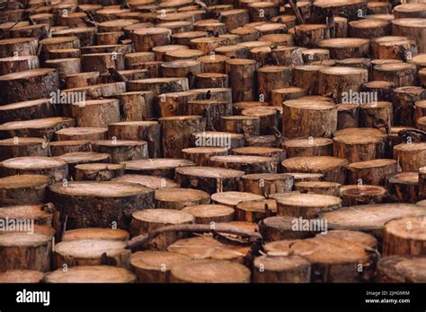 Background from sawn logs in the forest, wood texture, wood background ...