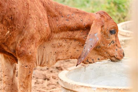 Lumpy skin disease: Know everything about Nepali farmers' regular ...