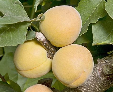 Top 10 Dwarf Fruit Trees for Small Spaces - Birds and Blooms