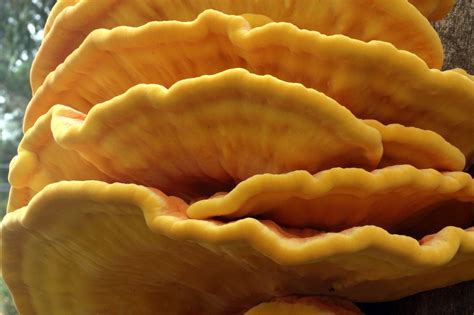 Laetiporus gilbertsonii - Alchetron, the free social encyclopedia