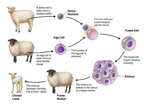 Introducing Dolly! - Cloning is Real