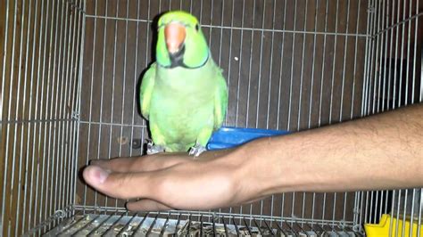 Playing Parrot - YouTube