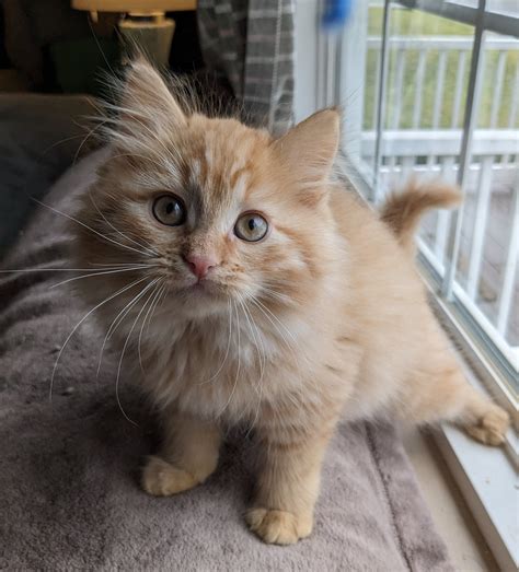 Adopted Kittens & Cats — Willow Springs, Sibirskaja Cattery