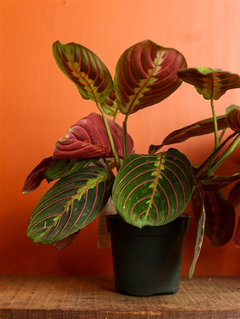 green maranta variegated   ruinous revived