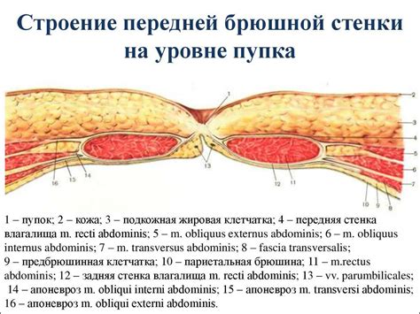 А вы знаете, что находится за пупком: как он выглядит с другой стороны ...