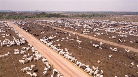 commercial farmings deforestation   amazon increases temperatures