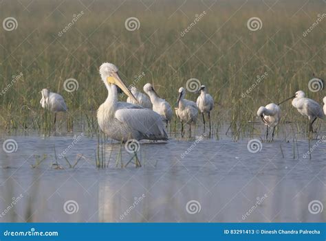 Pelican with Spoon Billed Stork Stock Image - Image of turtles, fish ...