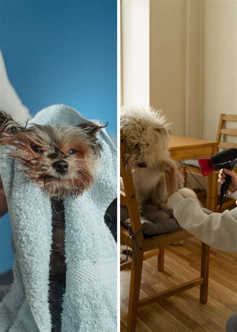 How To Keep Your Pooch Warm And Cozy With The Best Outdoor Dog Beds!