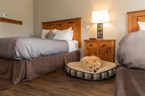Are Pet Friendly Hotel Rooms Clean at Roger Monday blog