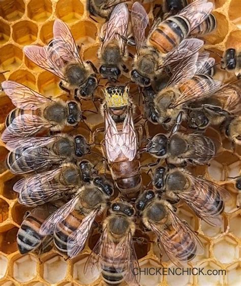 queen bee   year artofit