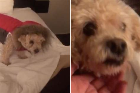 Senior Cancer Survivor Dog With Sweet Bedtime Routine Wins Pet of the ...