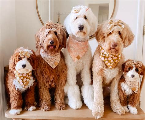How Big Is A Standard Goldendoodle