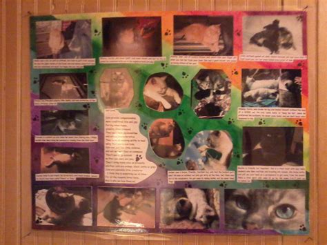 A Cat Photo Collage, Complete With Instructions!