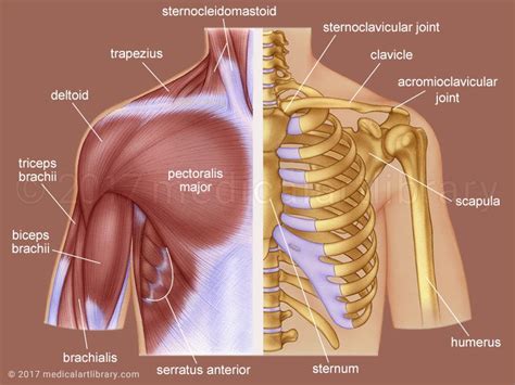 Rear Shoulder Anatomy