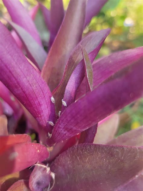 Ate these mealy bugs? Look different than those I've had in the past