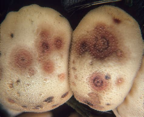 Can Mold Grow In One Day at Gustavo Bishop blog