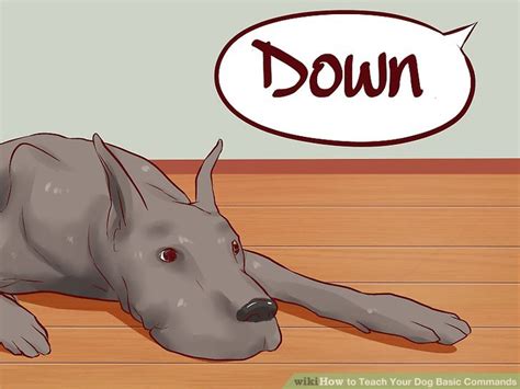 how to teach a dog