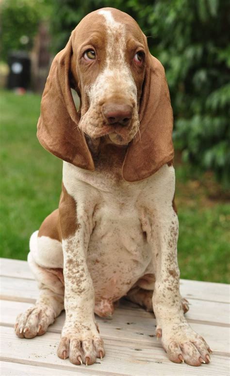 bracco italiano dog breed information artofit